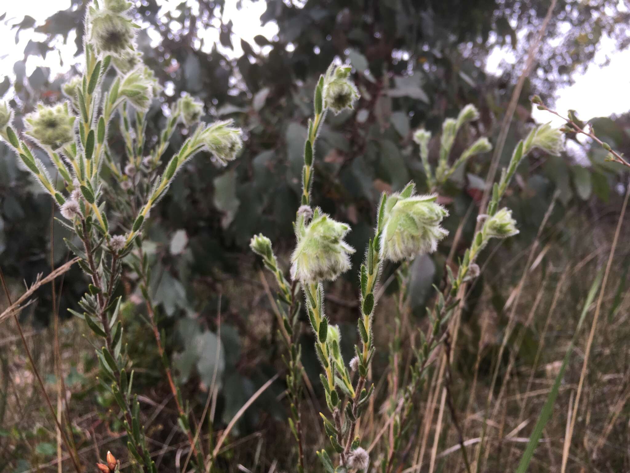 صورة Pimelea octophylla R. Br.