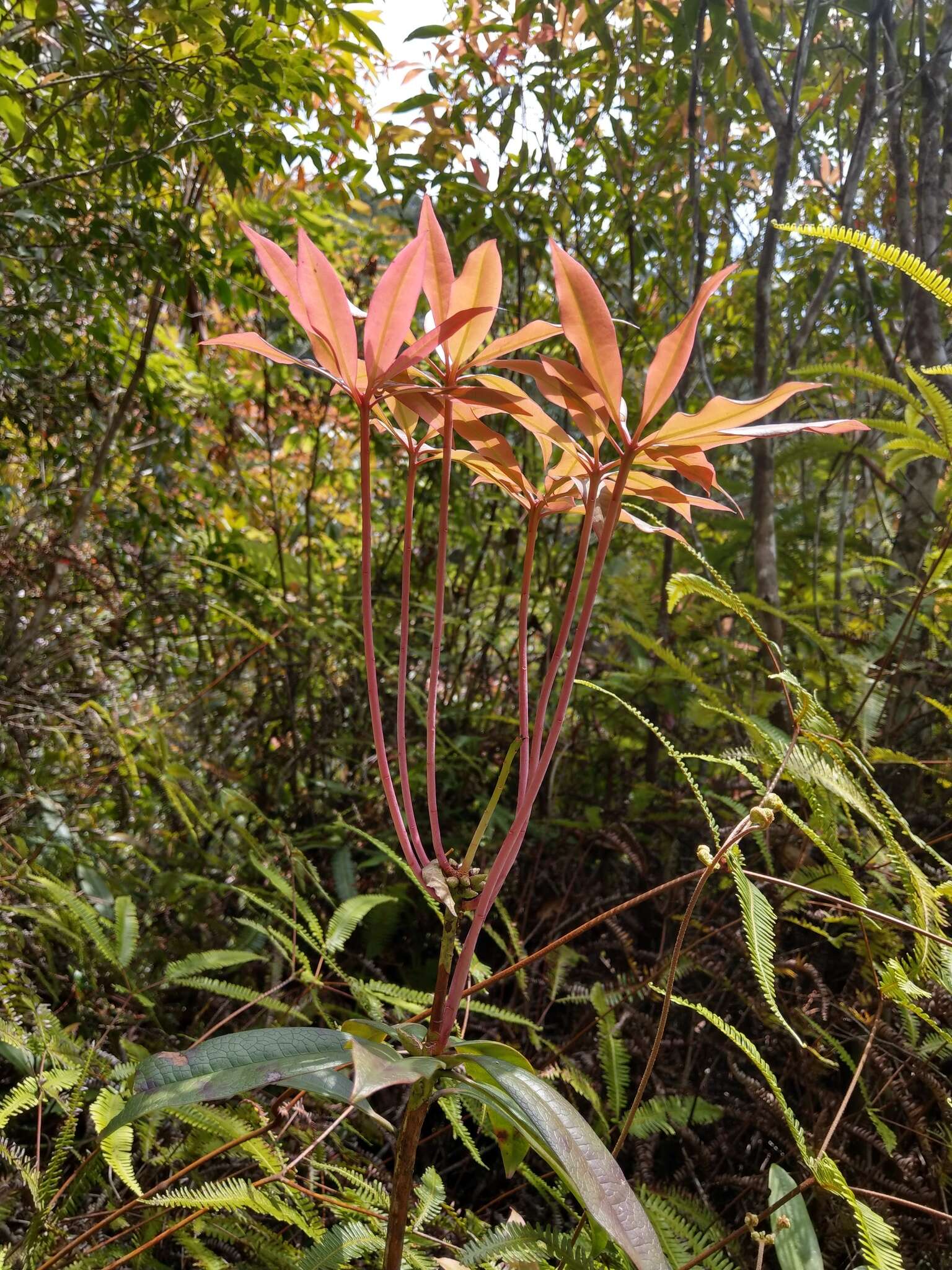 Image of Rhododendron latoucheae Franch.