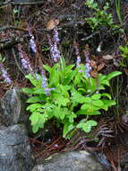 Plancia ëd Veronica piroliformis Franch.