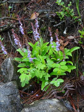 صورة Veronica piroliformis Franch.