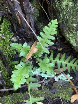 Image of Asplenium phillipsianum (Kümmerle) Bir