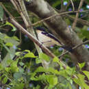 Image of Timor Bushchat