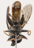 Image of Anasimyia distinctus (Williston 1887)
