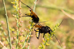 Image of Ctenagenia vespiformis (Klug 1834)