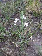 Image of Ornithogalum ponticum Zahar.