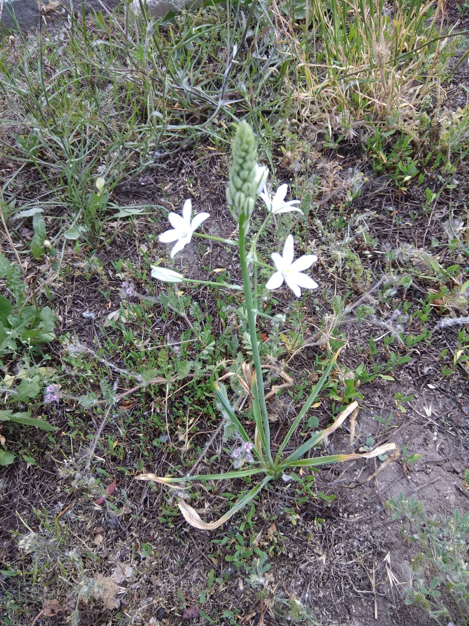 Image of Ornithogalum ponticum Zahar.