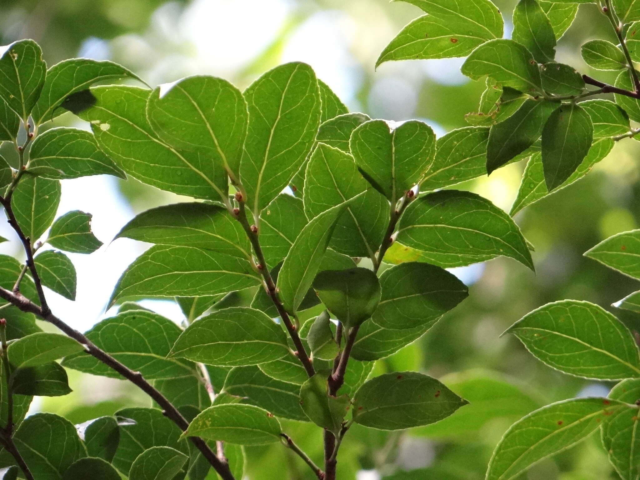 Imagem de Lyonia ovalifolia (Wall.) Drude