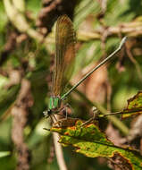 Image of Vestalis gracilis (Rambur 1842)