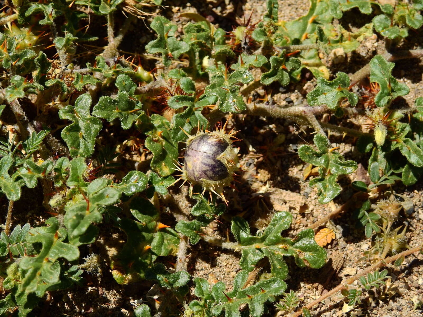 Image of Solanum euacanthum Phil.