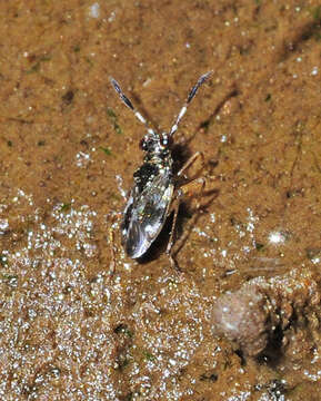 Image of Chartoscirta cocksii (Curtis 1835)