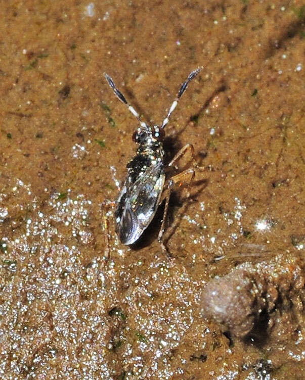 صورة Chartoscirta cocksii (Curtis 1835)