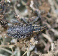 Image of Cyphocleonus trisulcatus (Herbst & J. F. W. 1795)