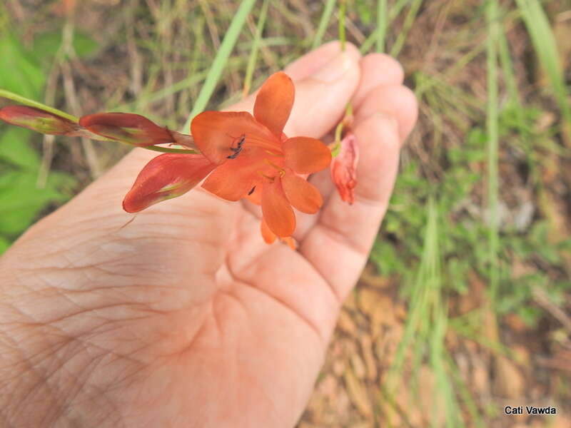 Image of Tritonia nelsonii Baker