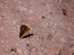 Image of Junonia nigrosuffusa Barnes & McDunnough 1916