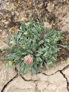 Image of Townsendia florifera (Hook.) A. Gray