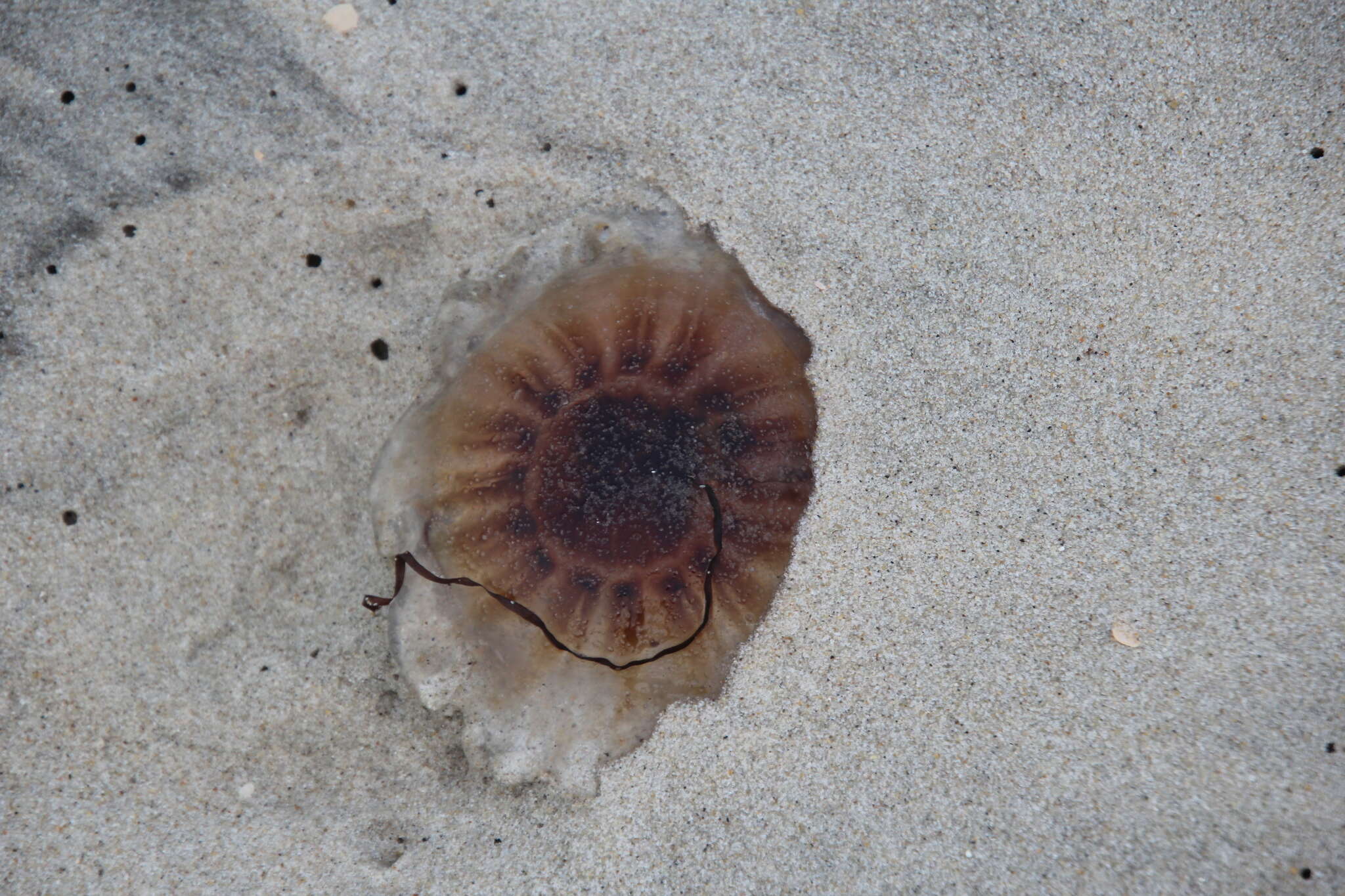 Image of Cyanea versicolor Agassiz 1862