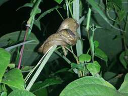 Image of Keeled Slug-eating Snake