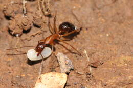 Imagem de Camponotus pilicornis (Roger 1859)