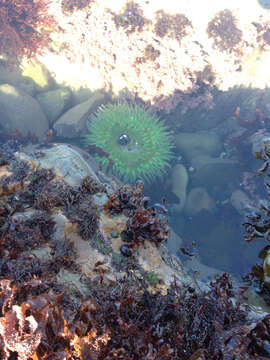 Image of giant green anemone