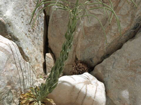 Image of Shockley's rockcress