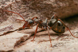 Image of Formica gnava Buckley 1866