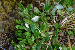 Imagem de Dryas octopetala subsp. oxyodonta (Juz.) Hult.