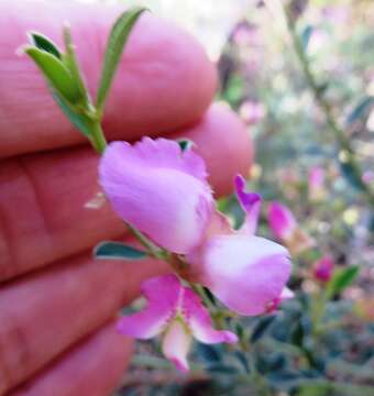 Image of Podalyria pearsonii E. Phillips