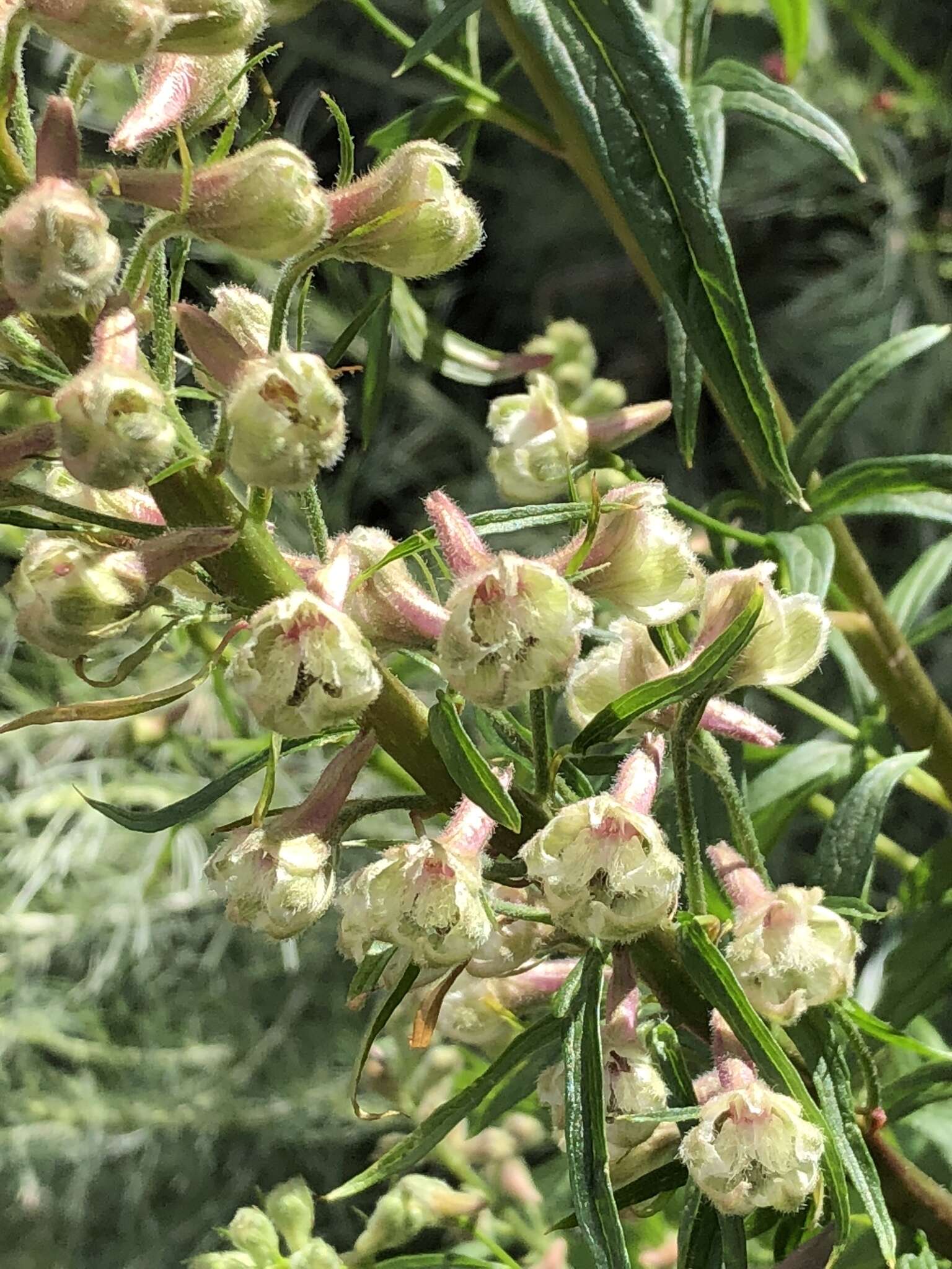 Image of California larkspur