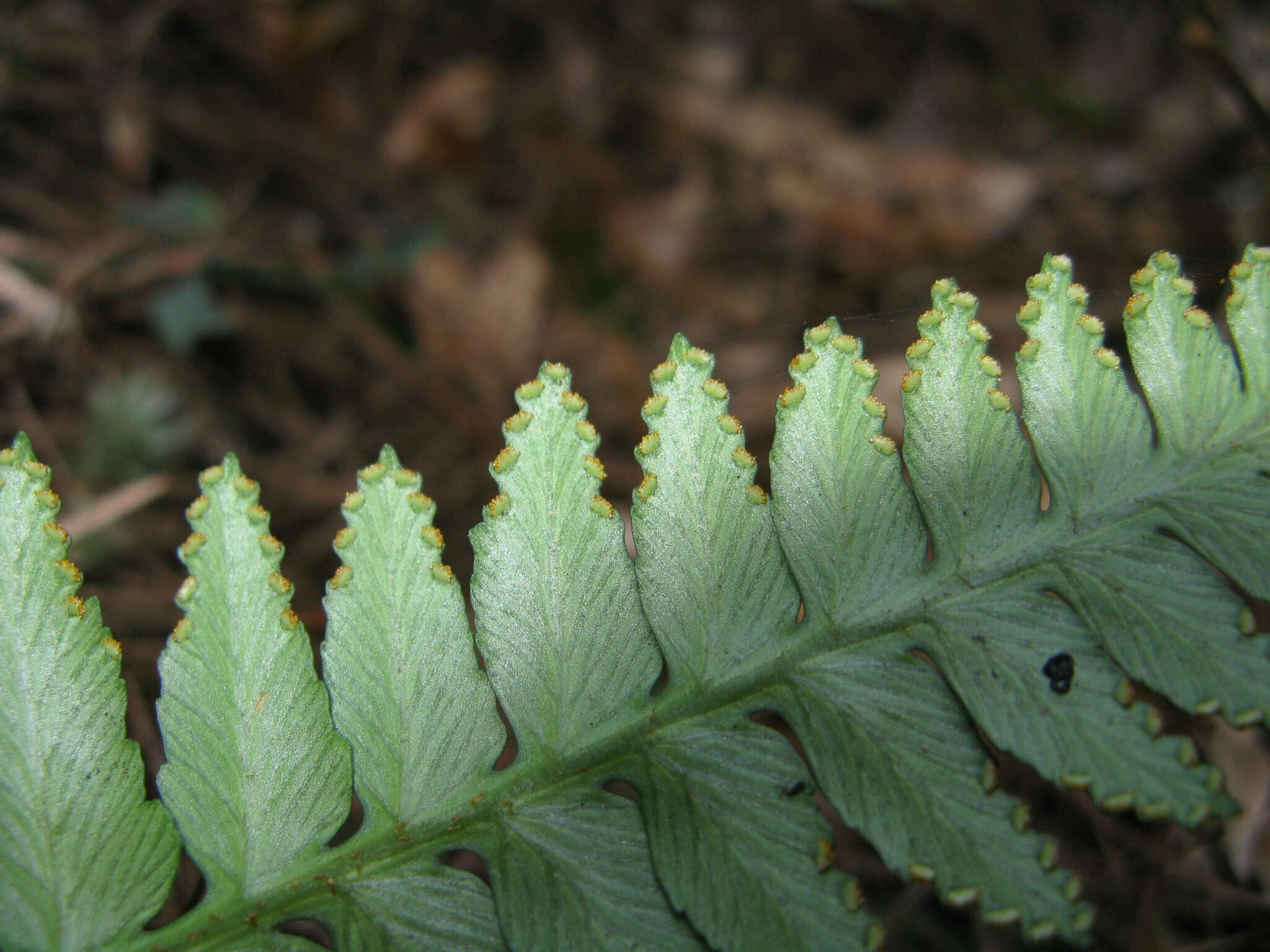 Image de Davallia repens (L. fil.) Kuhn