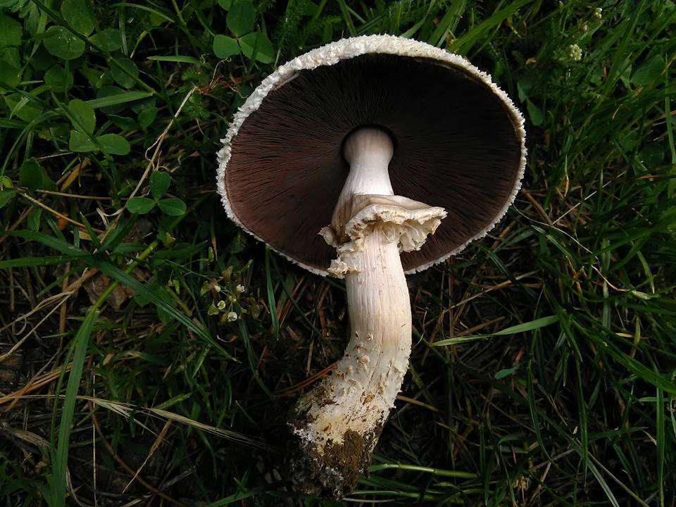 Plancia ëd Agaricus urinascens (Jul. Schäff. & F. H. Møller) Singer 1951