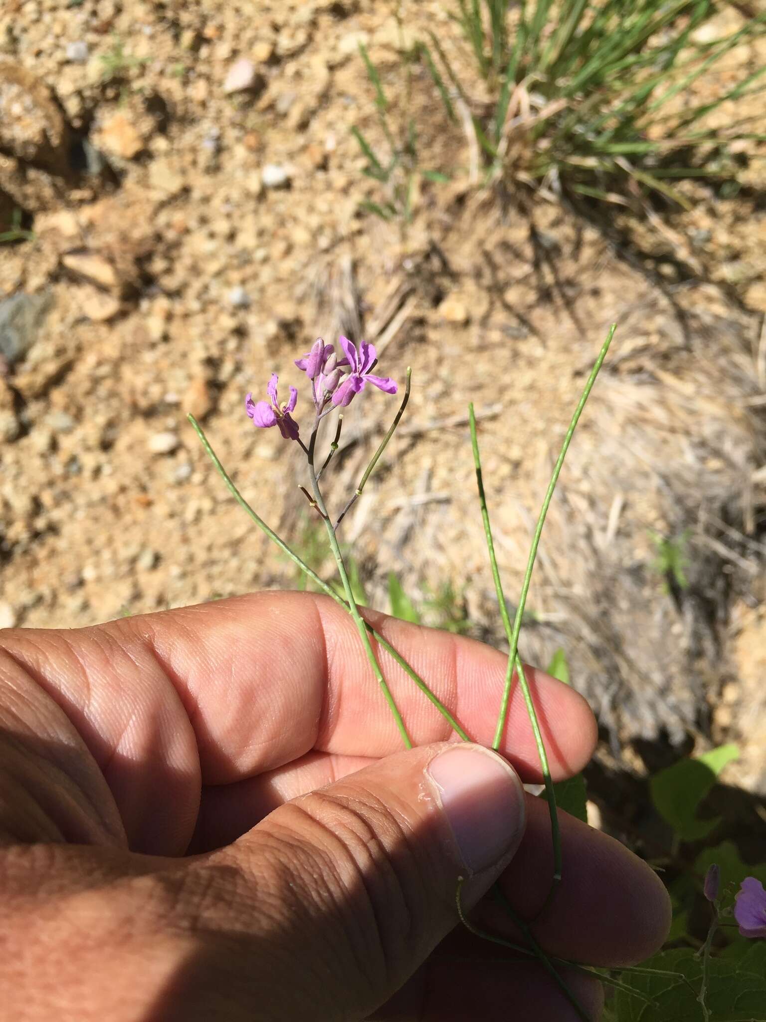 Plancia ëd Hesperidanthus linearifolius (A. Gray) Rydb.