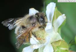 Image of Osmia excavata Alfken 1903