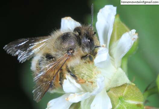 Image of Osmia excavata Alfken 1903