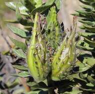 Image of Mountain milkbush