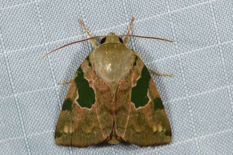 Chloroplaga nygmia Swinhoe 1893的圖片