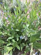 Image of aspen bluebells