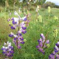 Слика од Lupinus leptophyllus Cham. & Schltdl.