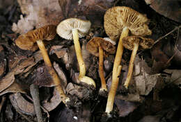 صورة Inocybe cryptocystis D. E. Stuntz 1954