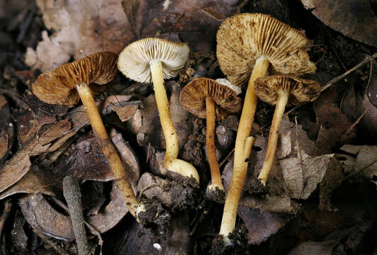 Imagem de Inocybe cryptocystis D. E. Stuntz 1954