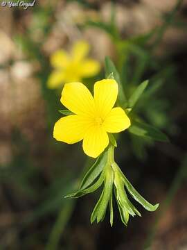 Слика од Linum nodiflorum L.