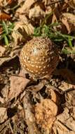 Image of Amanita ibotengutake T. Oda, C. Tanaka & Tsuda 2002