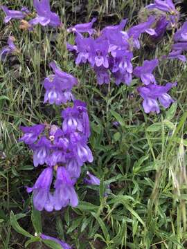 Слика од Penstemon fruticosus var. scouleri (Lindl.) Cronq.