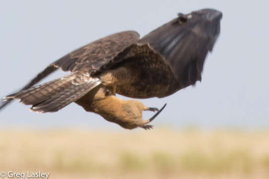 Imagem de Cratogeomys castanops (Baird 1852)