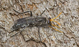 Image of <i>Agapophytus pallidicornis</i>