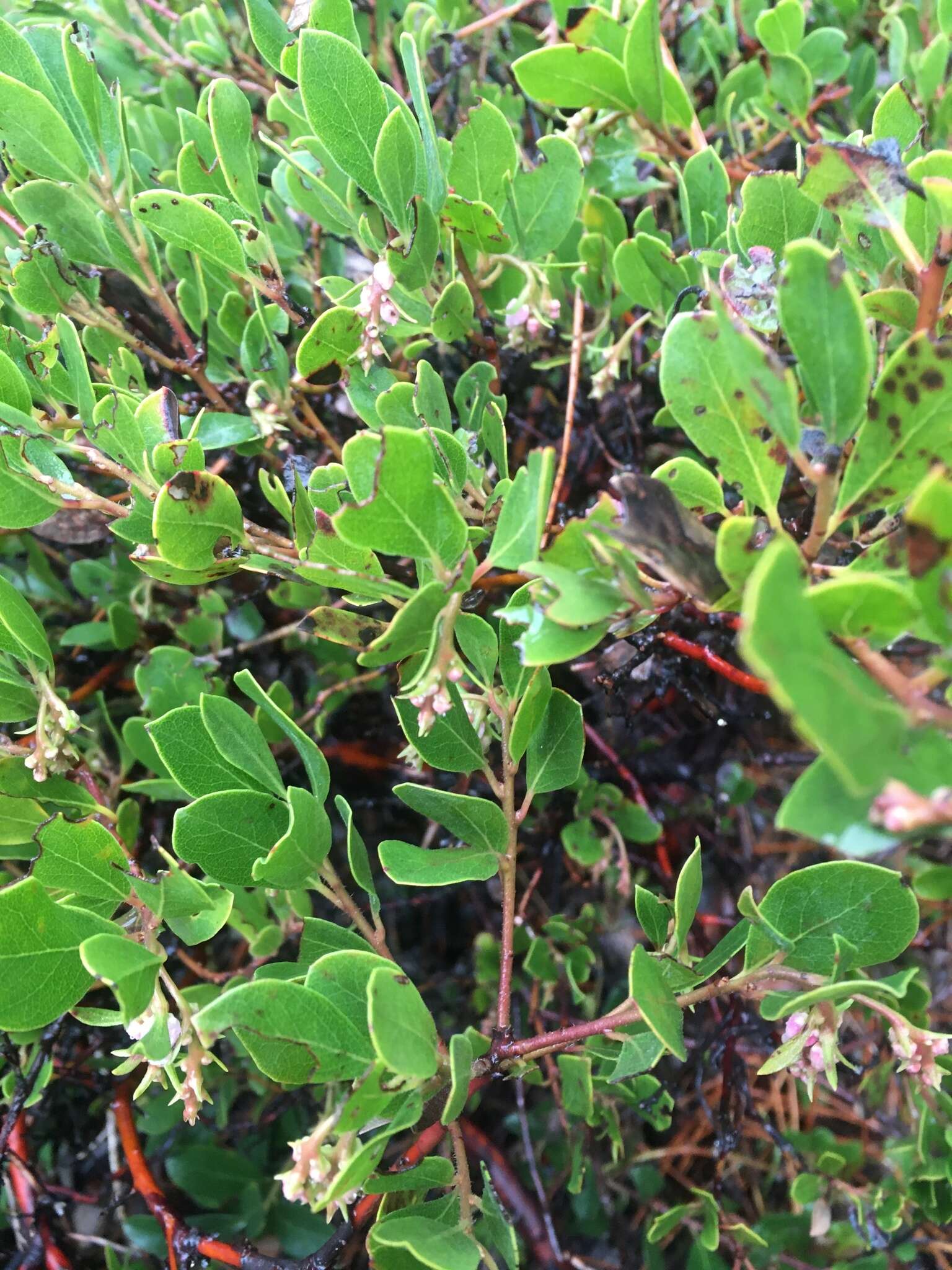 Image of manzanita