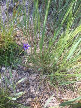 Image of Stiff Blue-Eyed-Grass