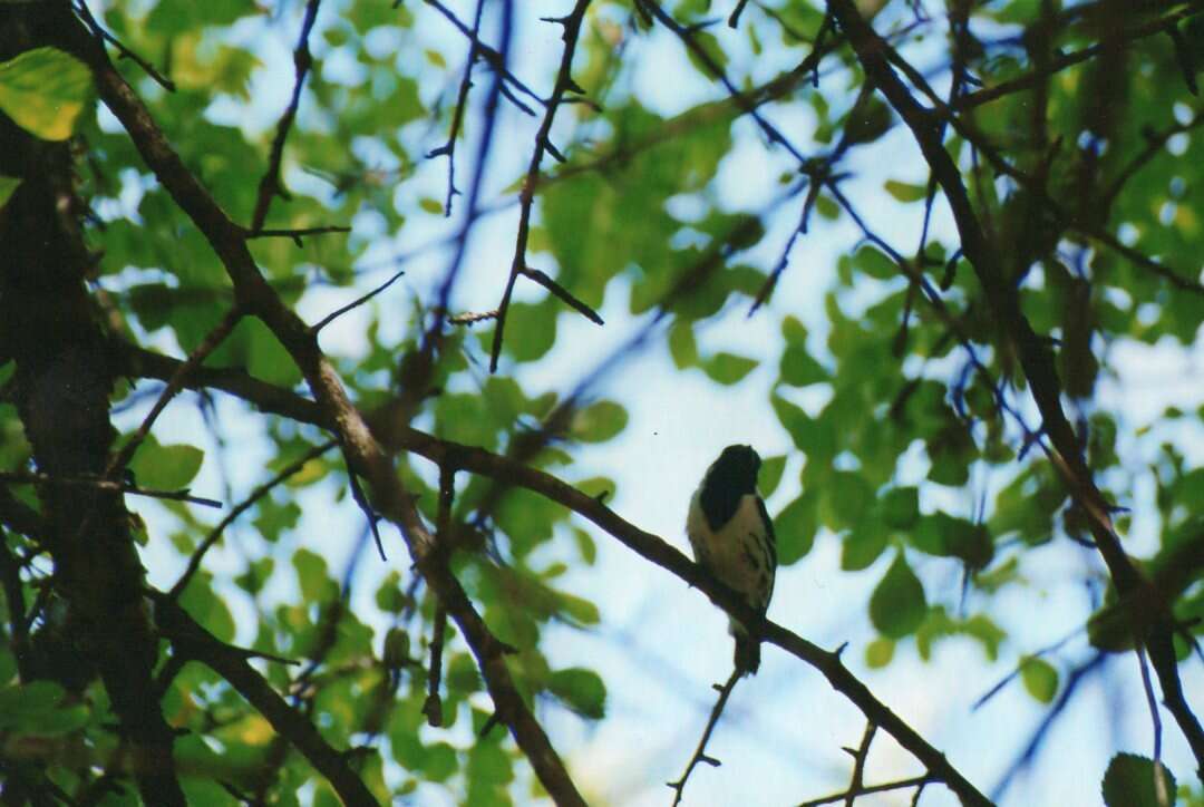 Image of Spot-flanked Barbet