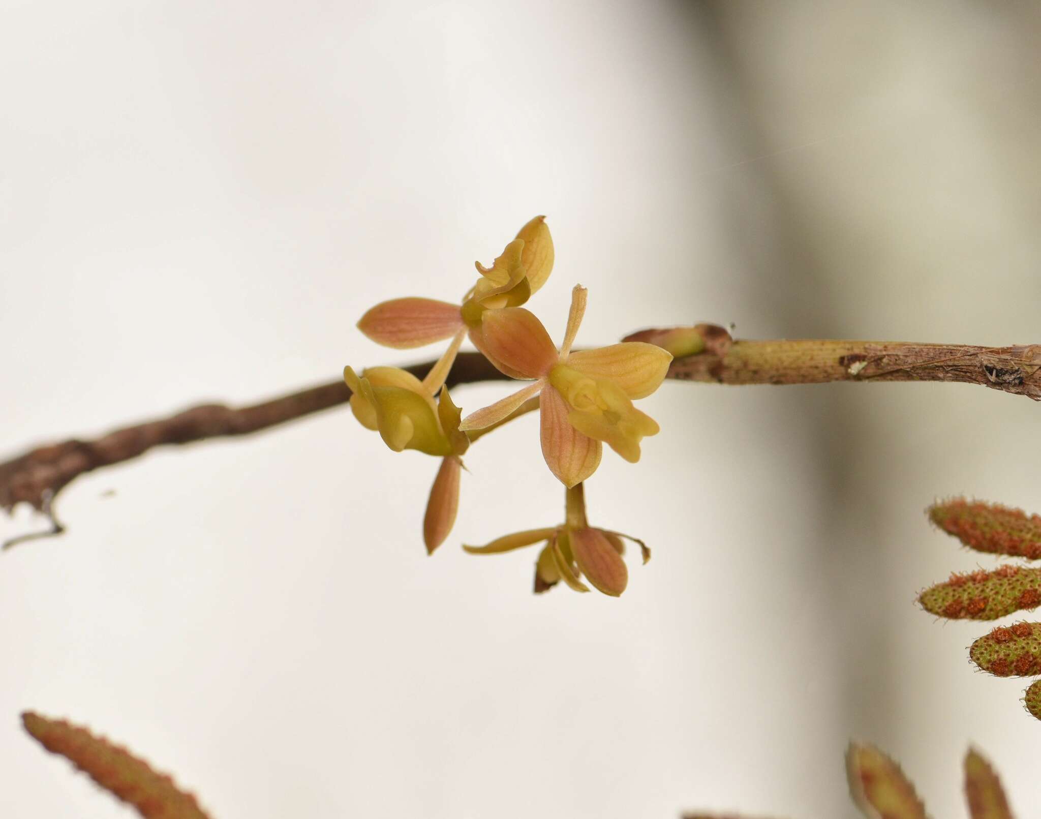 Image of big-mouth star orchid