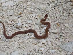 Image of Italian Aesculapian Snake