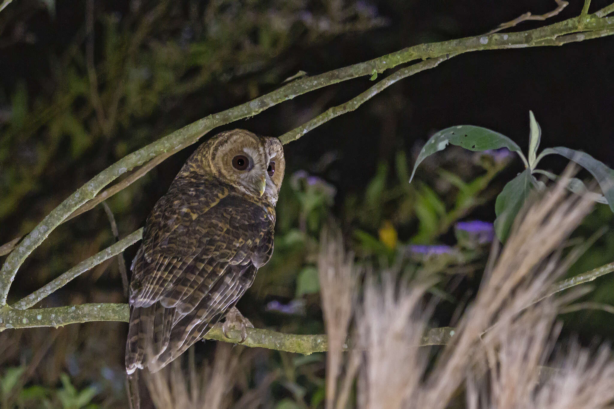 Image of Rusty-barred Owl